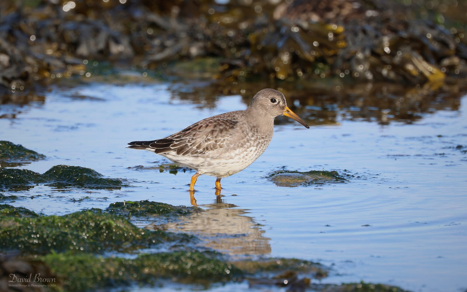 Purple Sandpiper on Holy Island, 18th February 2024