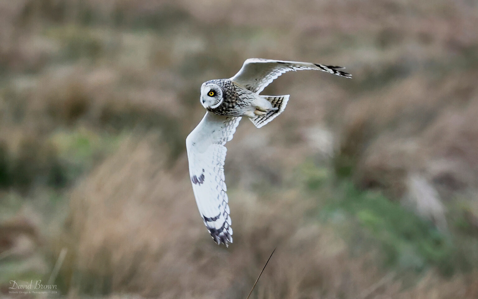 Short-eared Owl in Upper Teesdale, 23rd March 2024