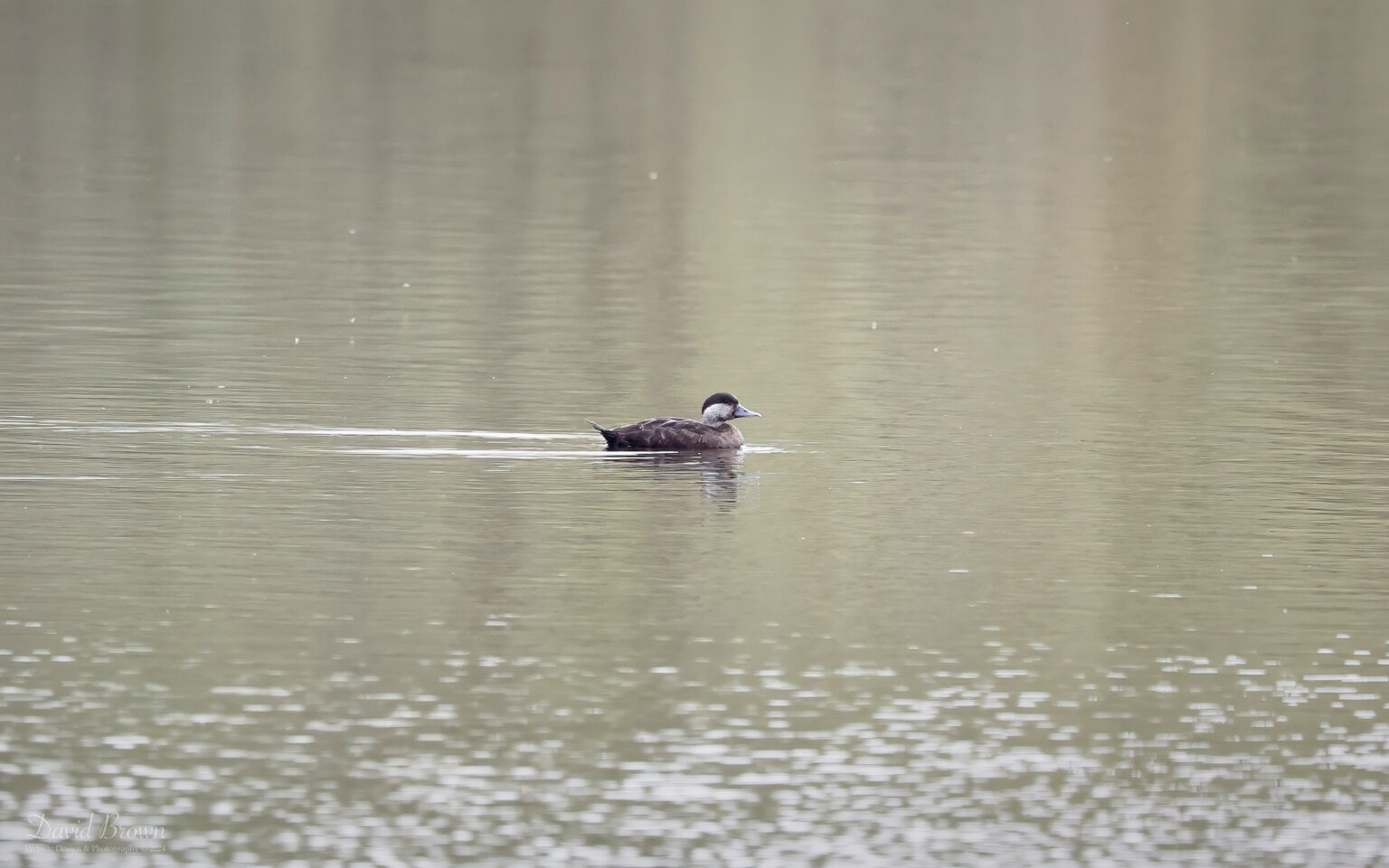 Common Scoter at Escomb, 9th April 2024
