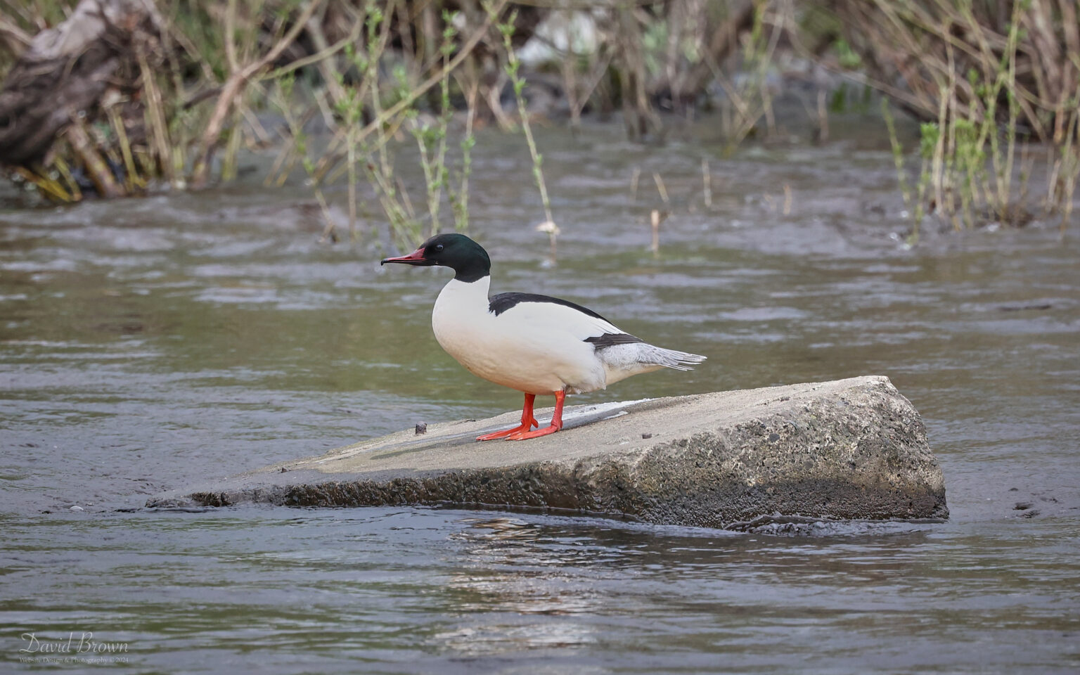 Goosander at Escomb, 12th April 2024