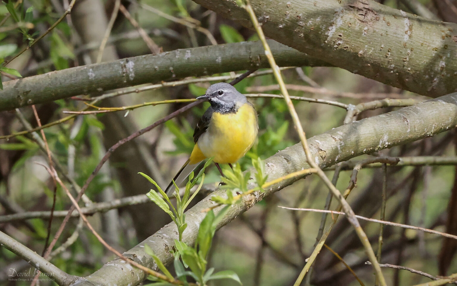 Grey Wagtail at Escomb, 12th April 2024