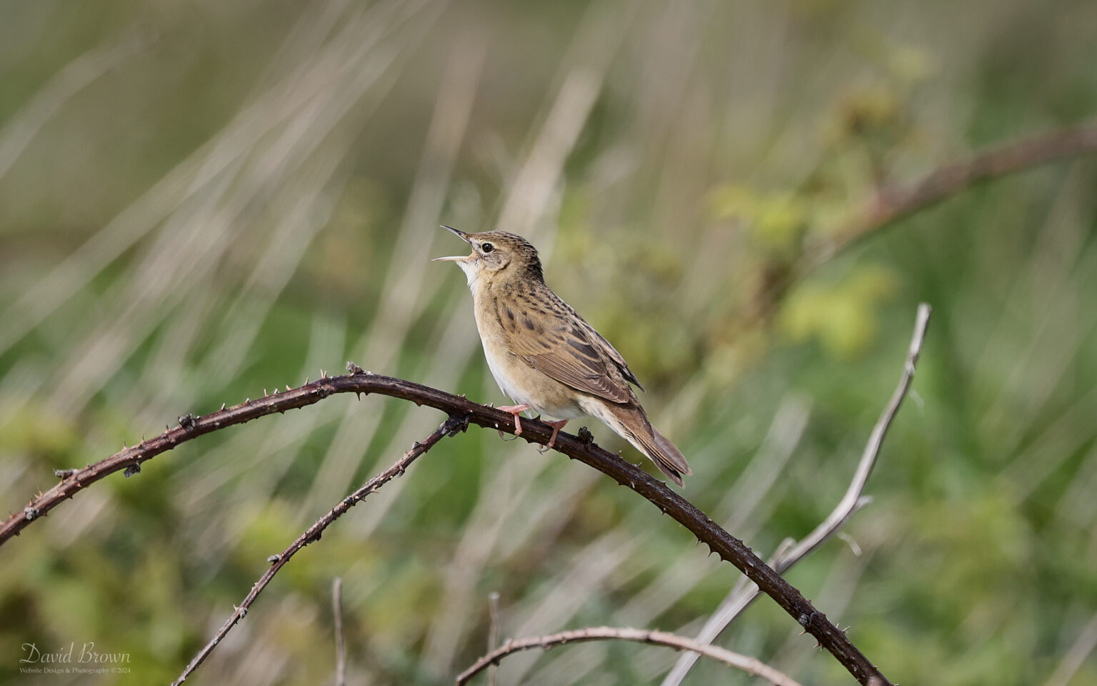 Grasshopper Warbler at Blackhall Rocks, 3rd May 2024.