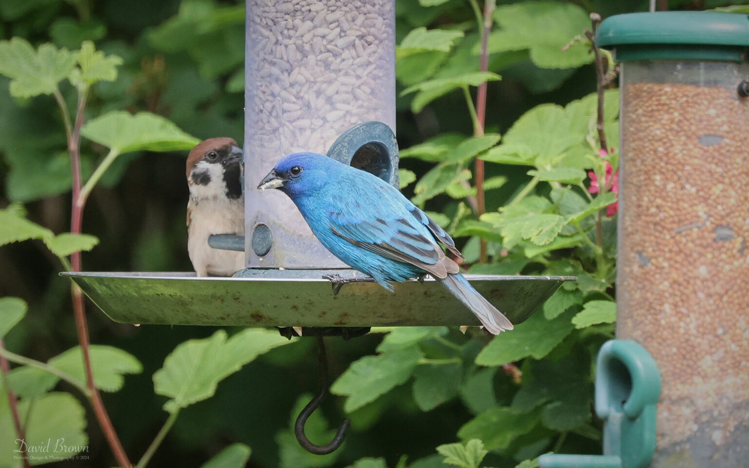 Indigo Bunting at Whitburn, 18th May 2024.