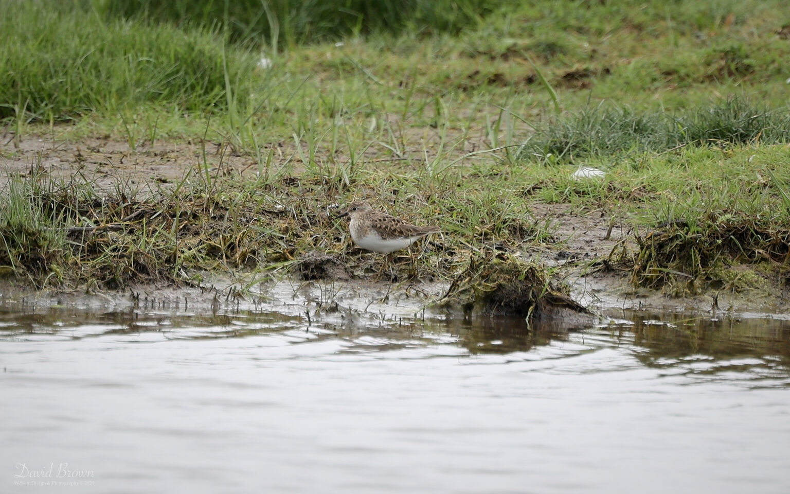 Temminck's Stint at Saltholme, 19th May 2024.