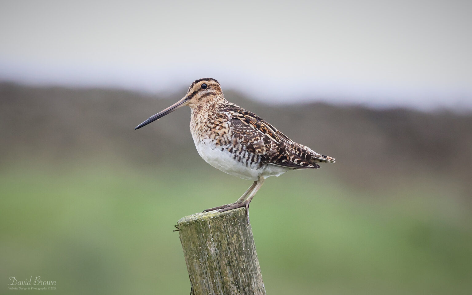 Common Snipe in Weardale, 30th June 2024