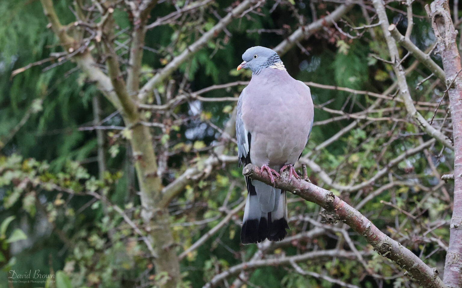 Woodpigeon at Etherley Moor, 3rd November 2024