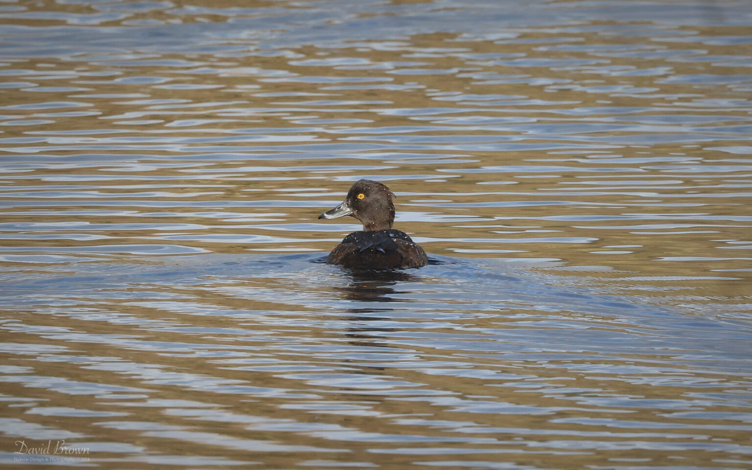 Tufted Duck at Escomb, 1st December 2024