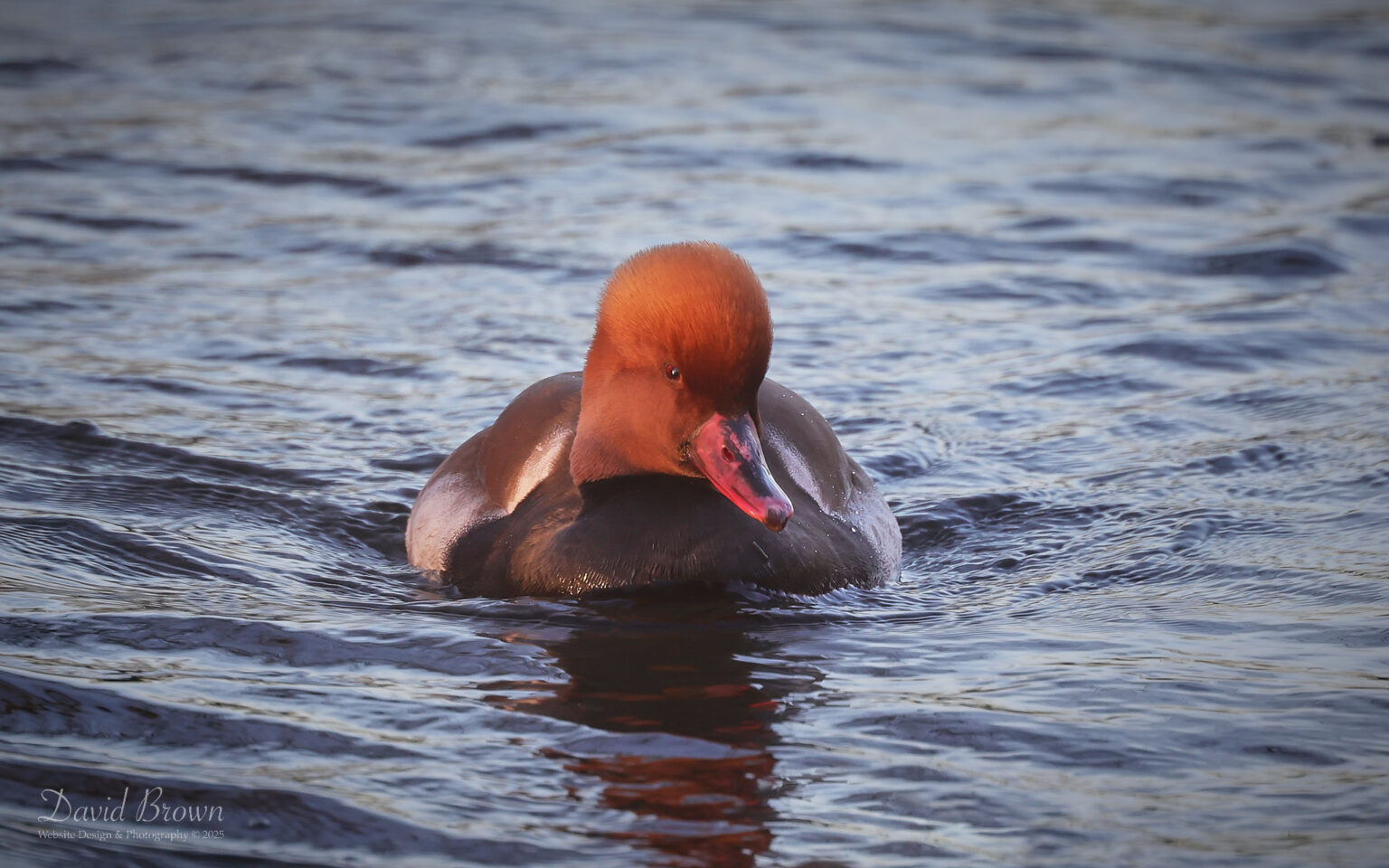 Red-crested Pochard at Stockton, 2nd January 2025