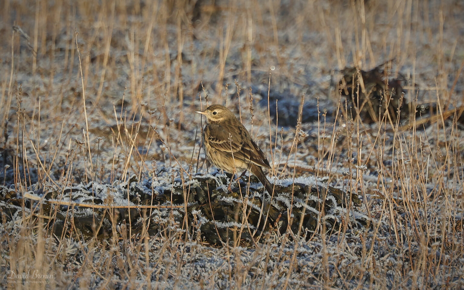 American Buff-breasted Pipit at Ross Back Sands, 11th January 2025