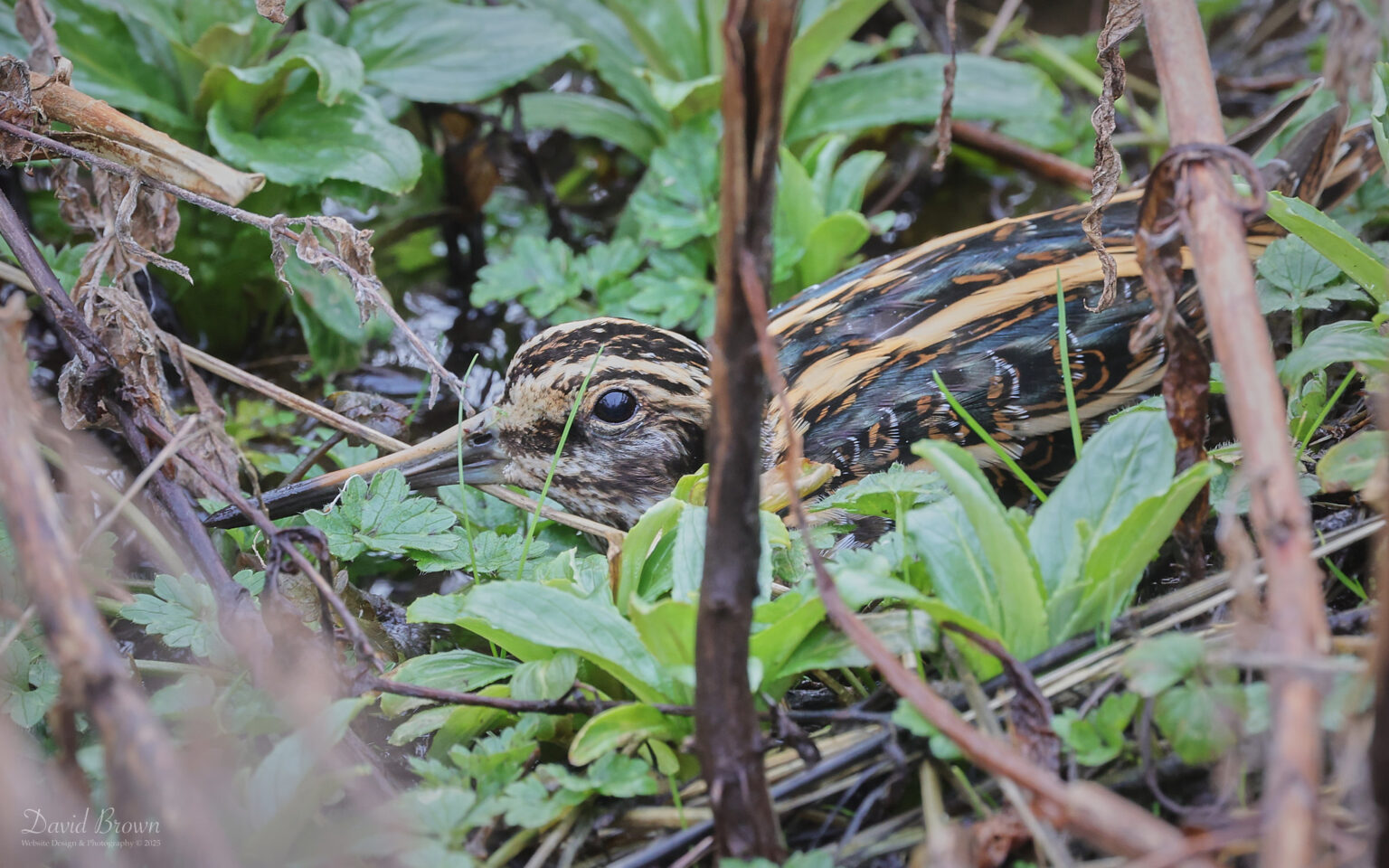 Jack Snipe at Etherley Moor, 1st March 2025