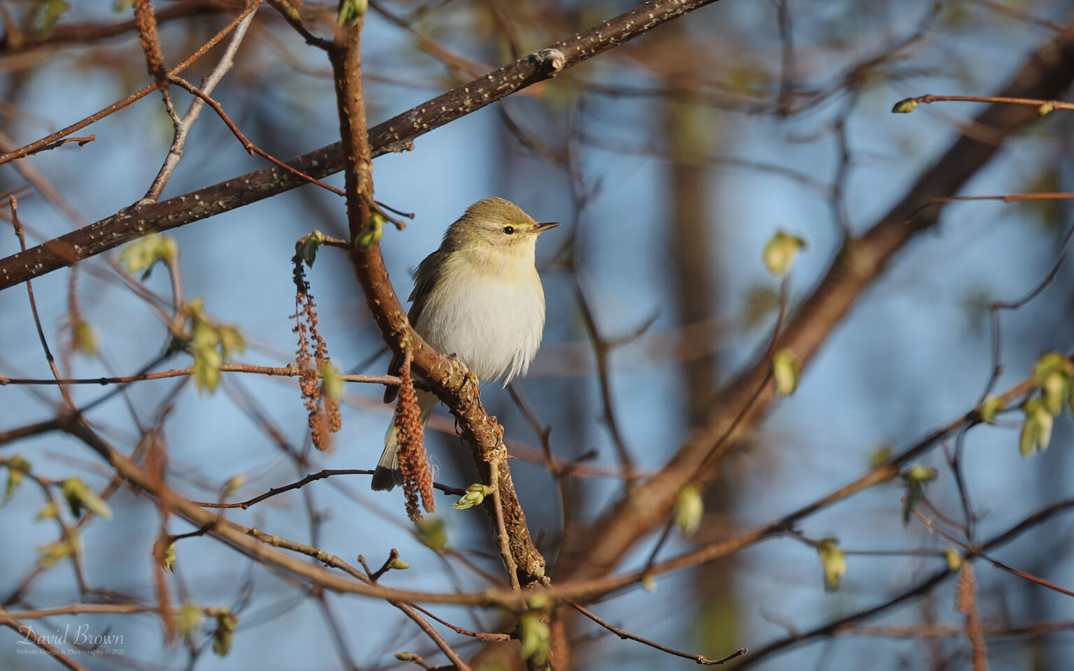 Willow Warbler at Escomb, 4th April 2025