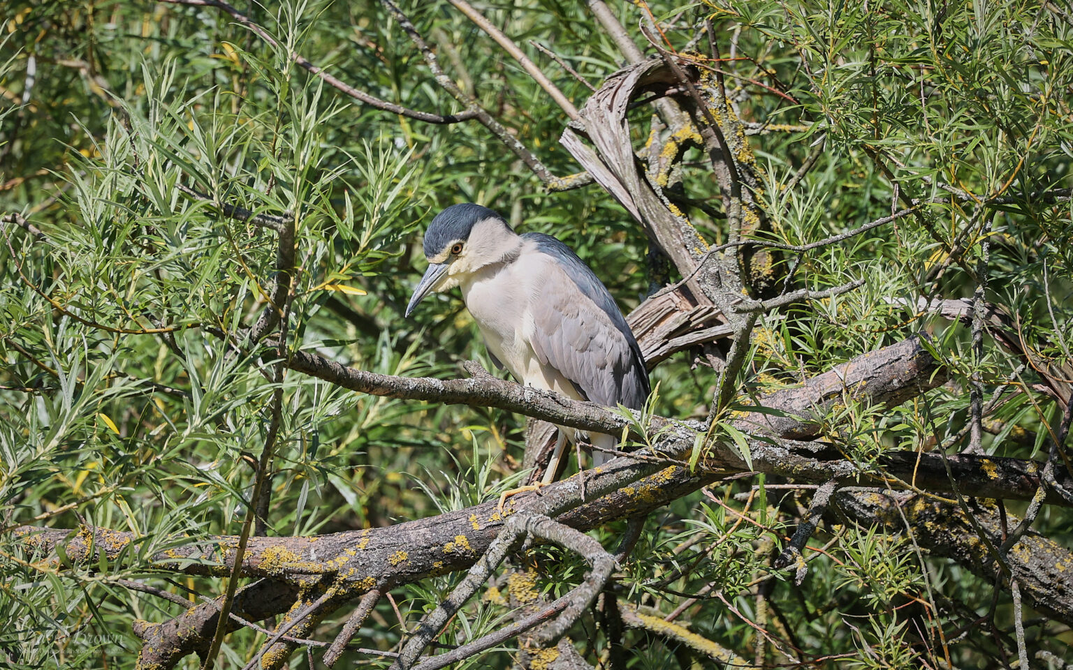 Black-crowned Night Heron at Marden Quarry, 16th July 2025.