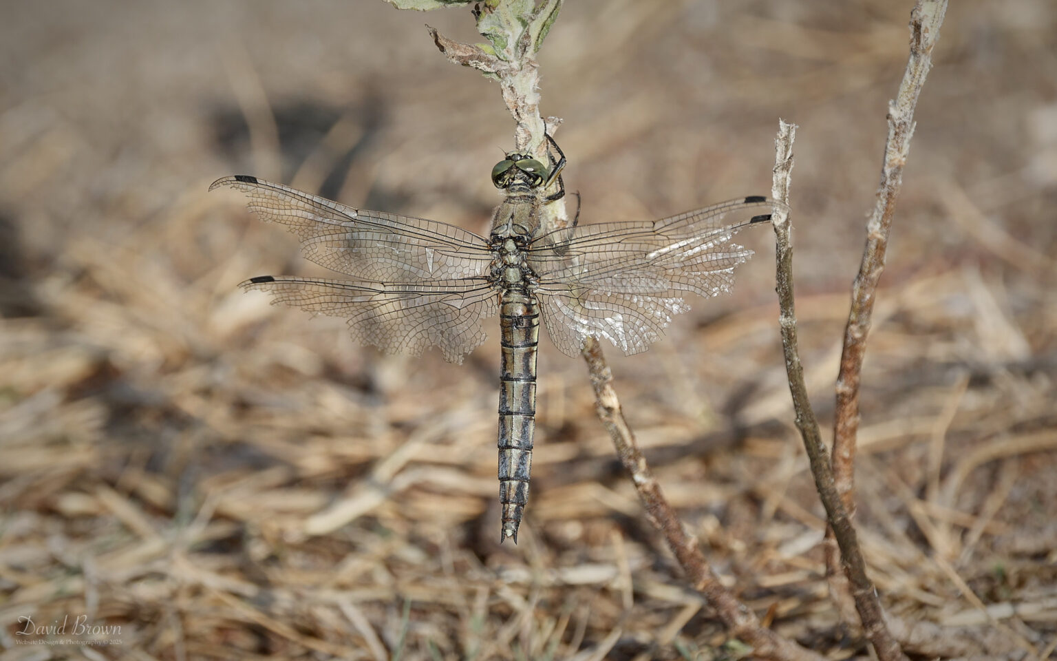 Black-tailed Skimmer at Silverlake, 12th August 2025