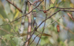 Lesser Emperors at Silverlake, 12th August 2025