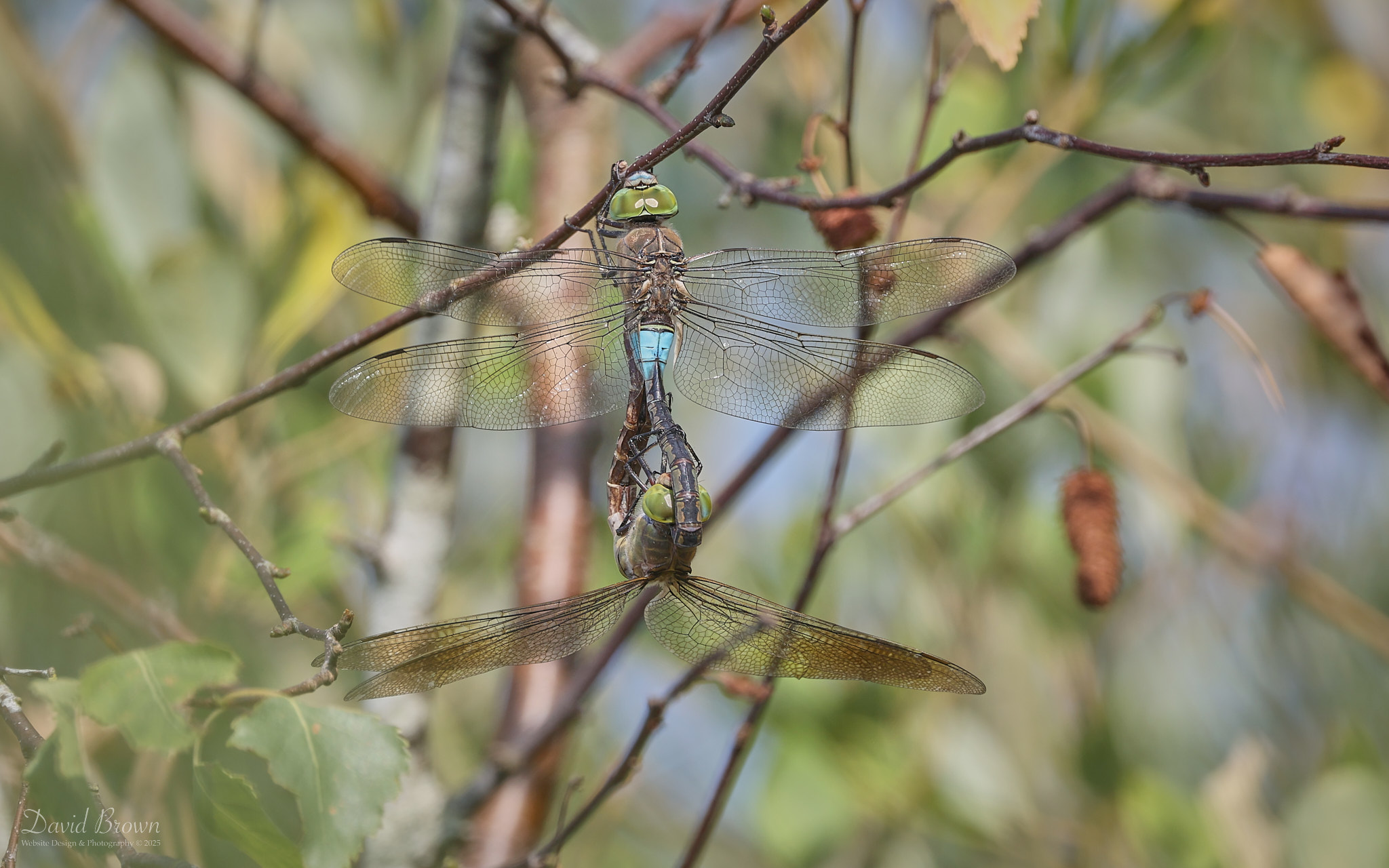 Lesser Emperors at Silverlake, 12th August 2025