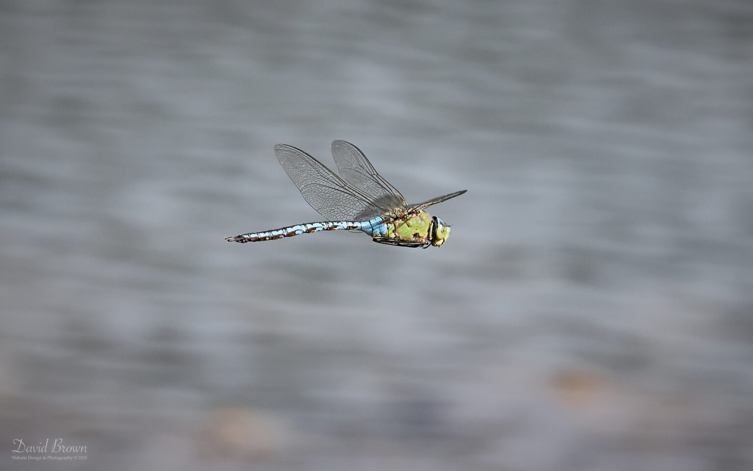 Emperor Dragonfly at Silverlake, 12th August 2025.