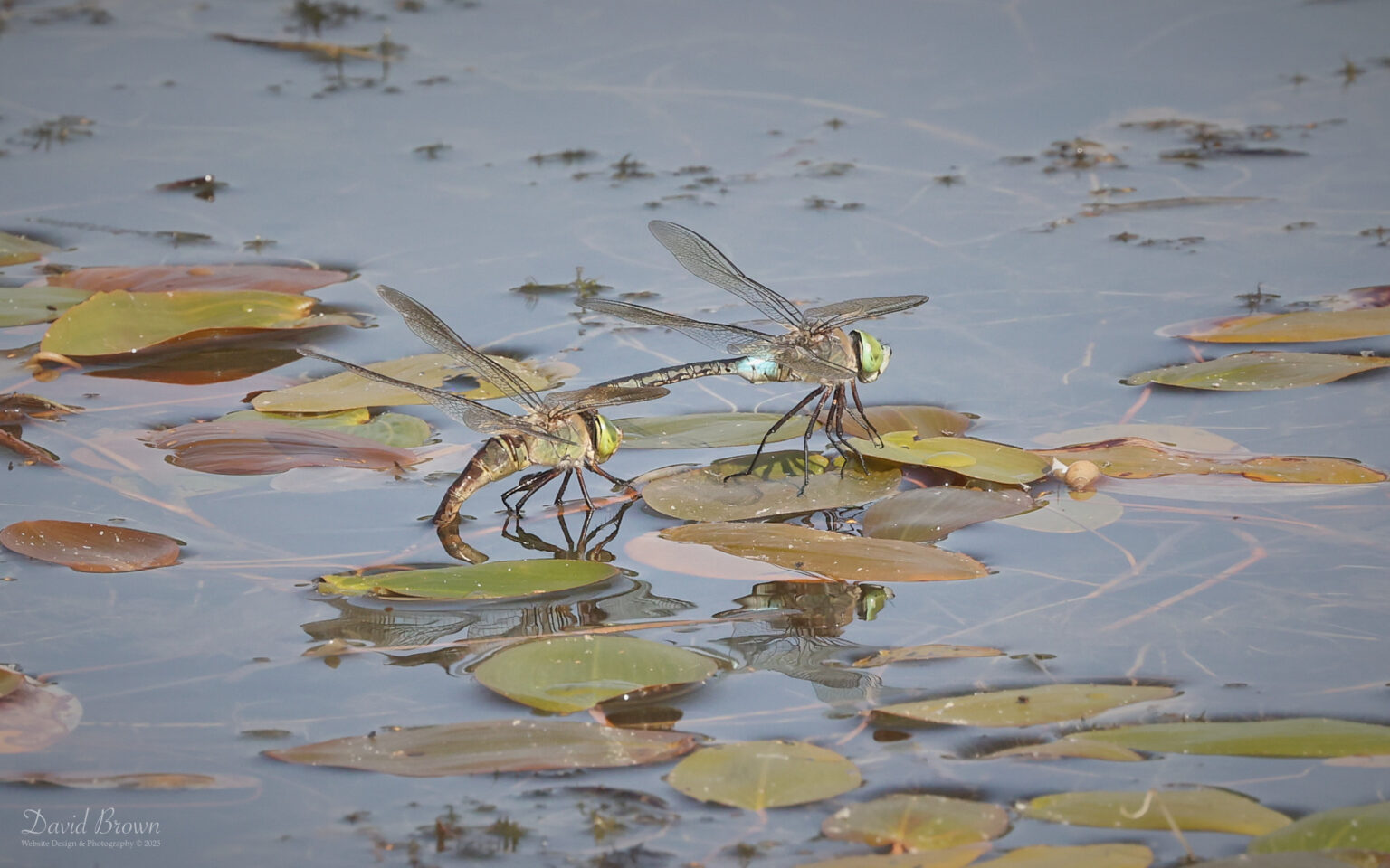 Lesser Emperor Dragonfly at Silverlake, 12th August 2025.