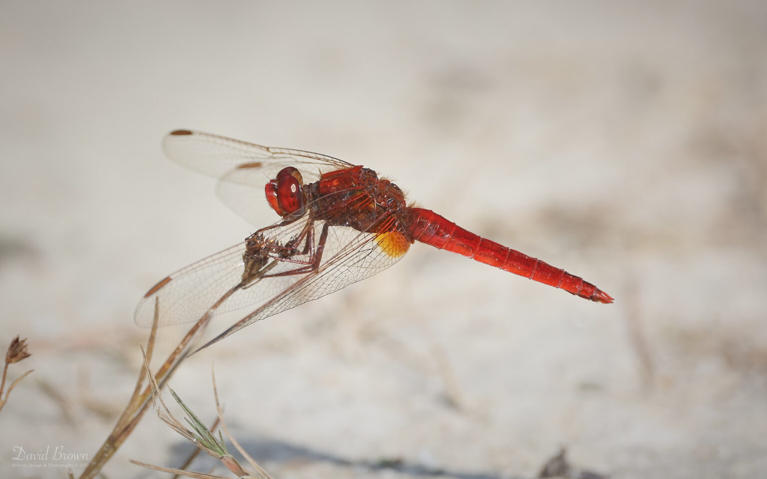 Scarlet Darter at Silverlake, 12th August 2025
