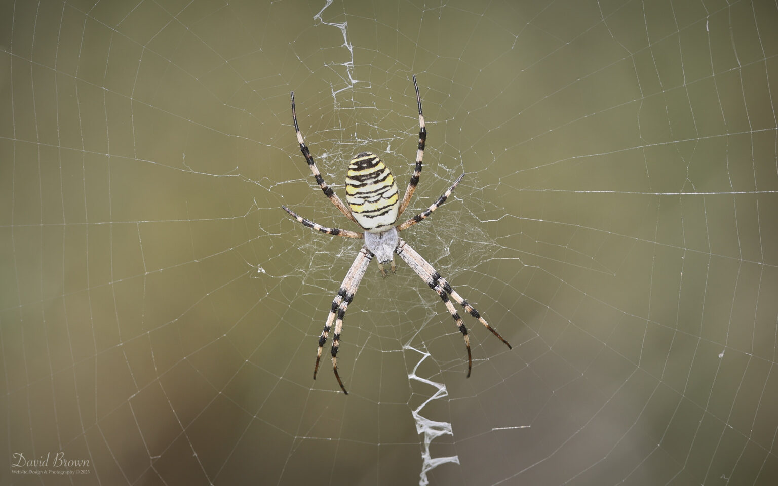 Wasp Spider at Silverlake, 12th August 2025.