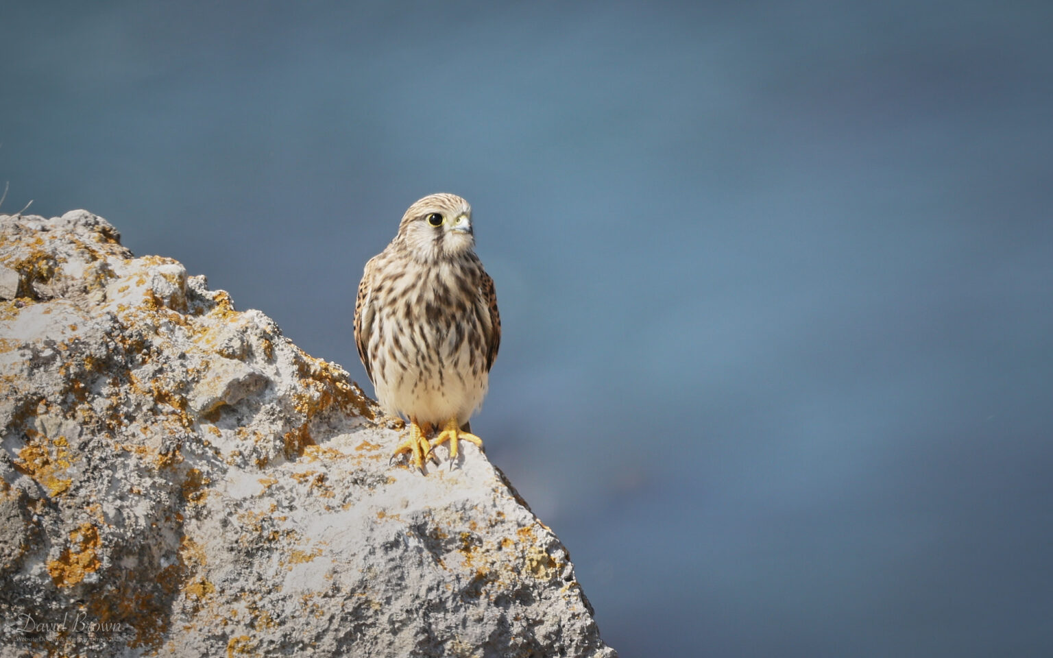 Kestrel at Portland, 12th August 2025