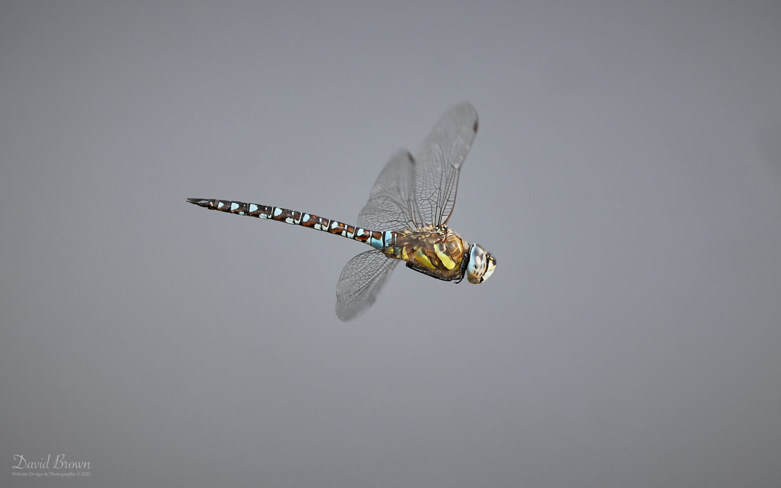 Migrant Hawker at Silverlake, 15th August 2025