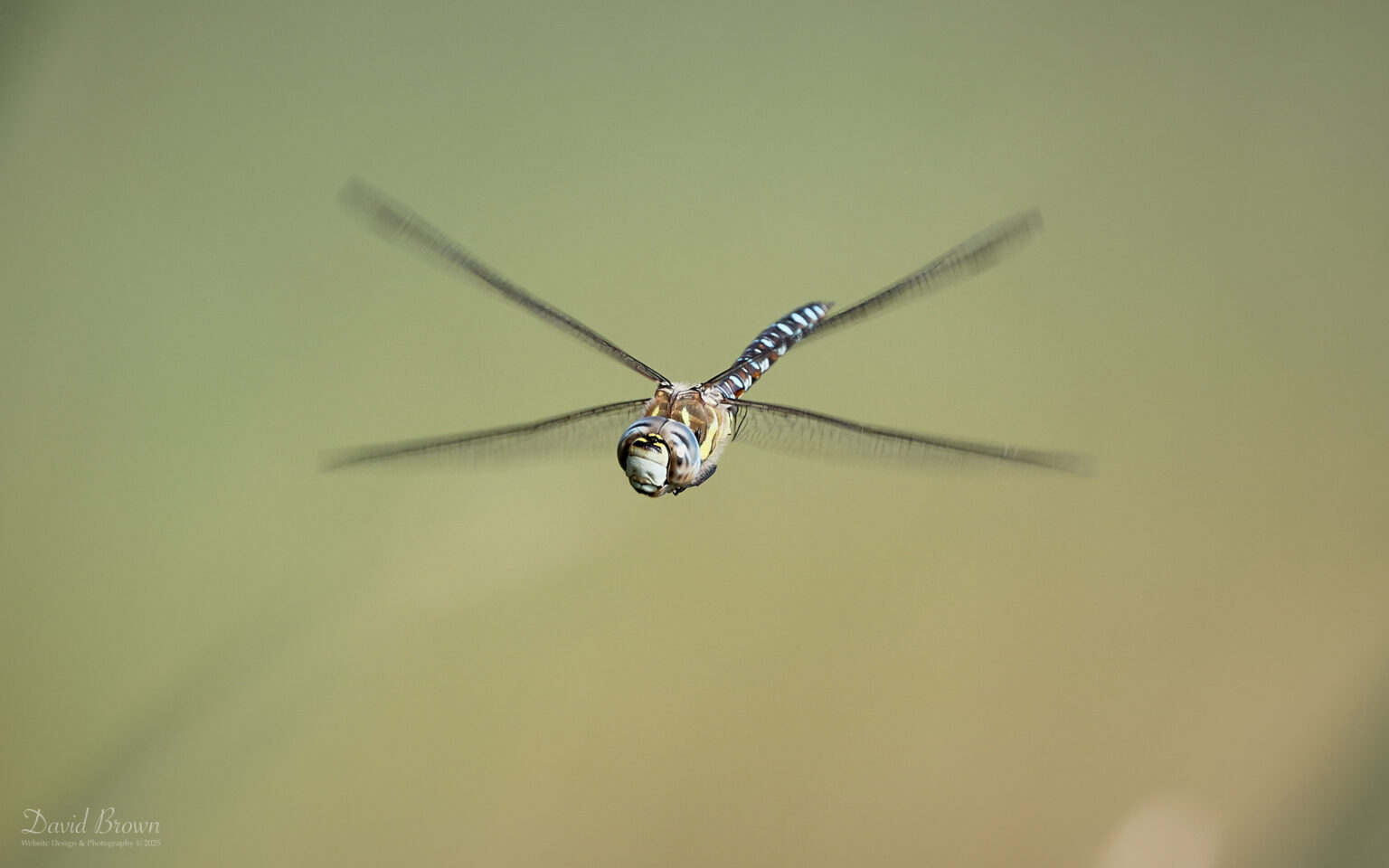 Migrant Hawker at Silverlake, 15th August 2025