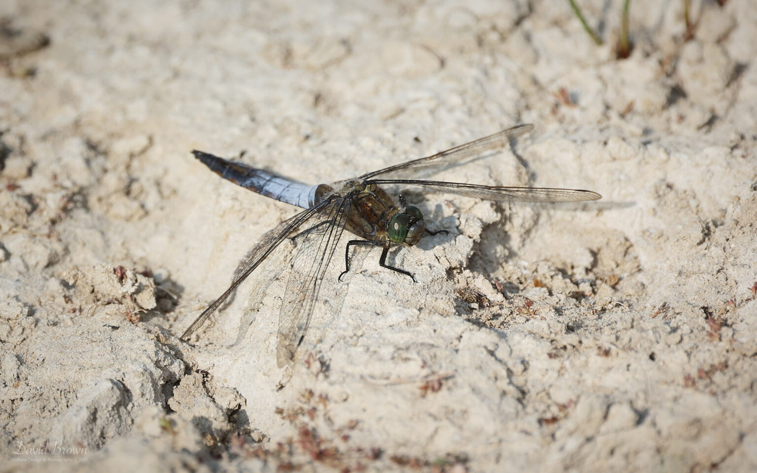 Black-tailed Skimmer at Silverlake, 12th August 2025