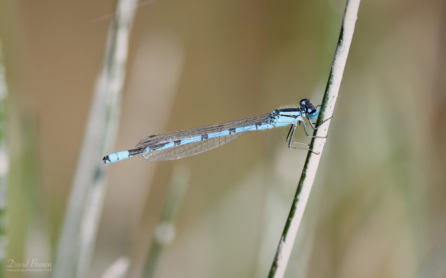 Common Blue Damselfly at Silverlake, 15th August 2025