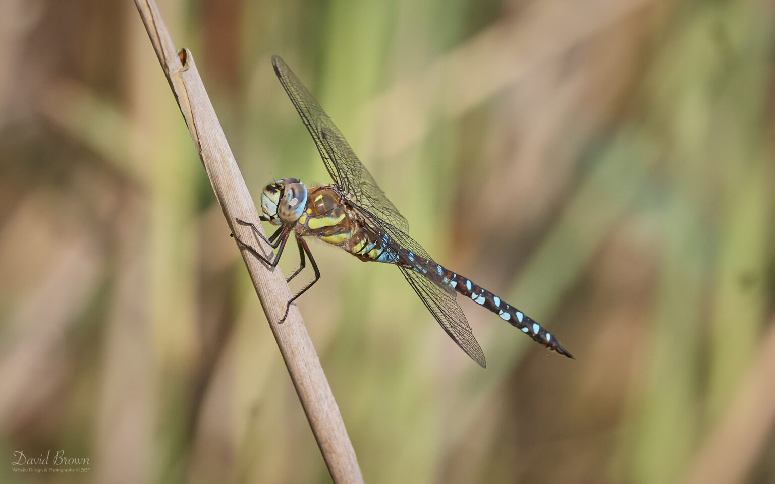Migrant Hawker at Silverlake, 15th August 2025
