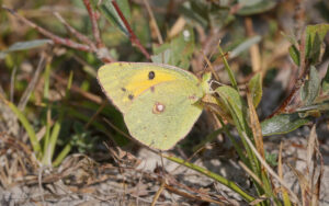 Clouded Yellow at Silverlake, 15th August 2025.