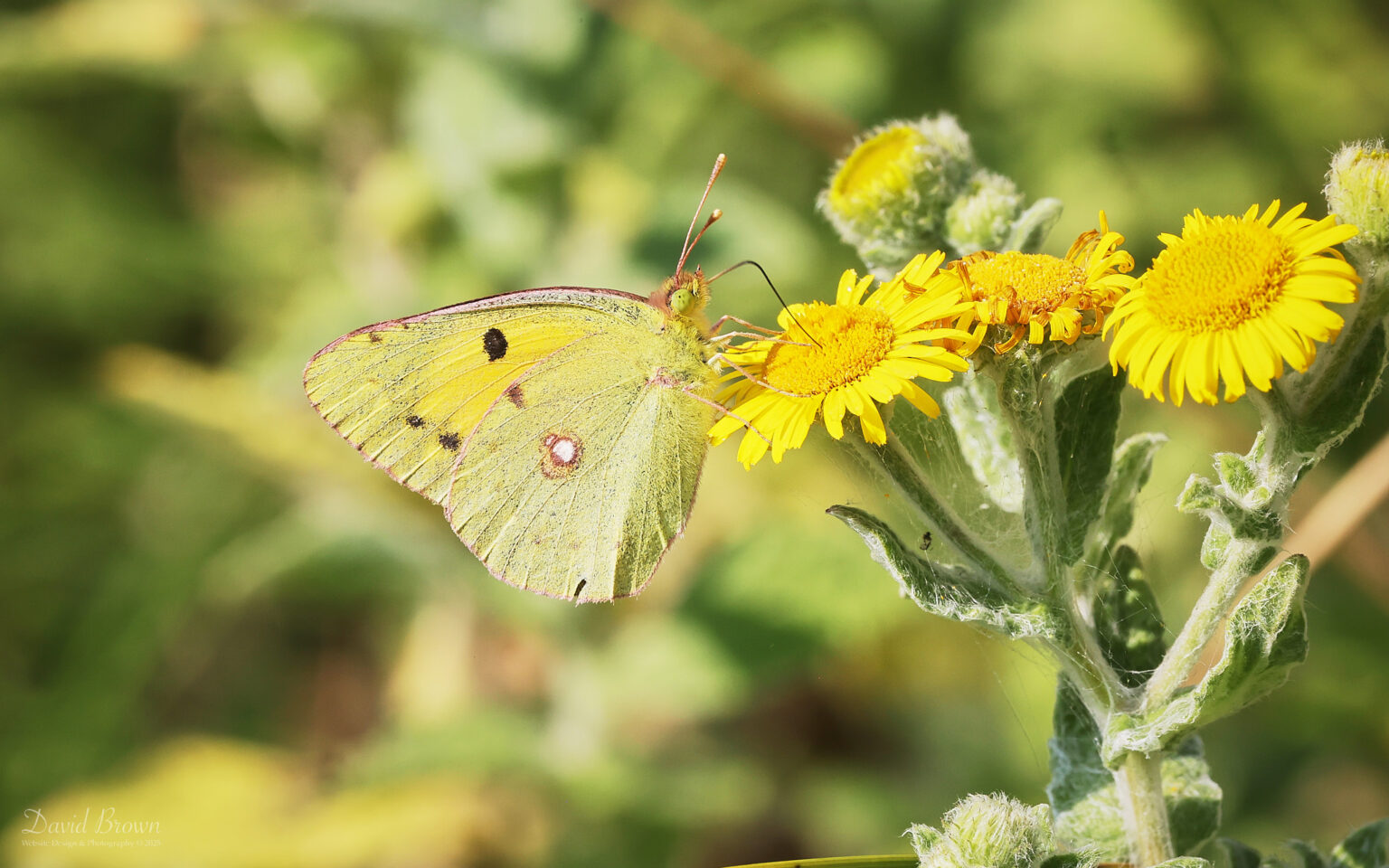 Clouded Yellow at Silverlake, 15th August 2025.