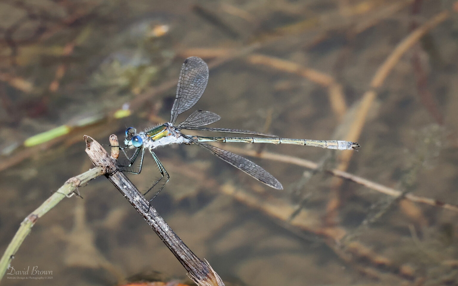 Emerald Damselfly at Silverlake, 15th August 2025