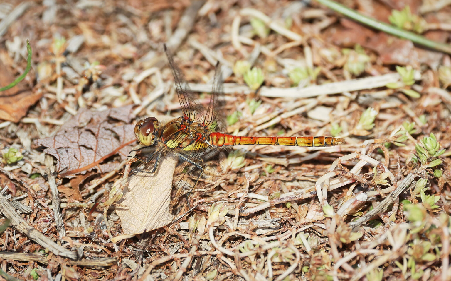 Common Darter at Silverlake, 15th August 2025