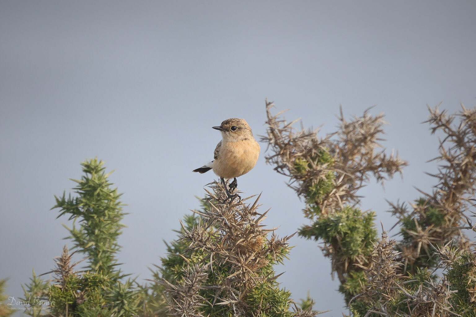 Siberian Stonechat at Hawthorn Dene, 27th September 2025