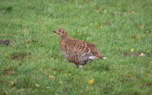 Black Grouse in Upper Weardale, 5th October 2025