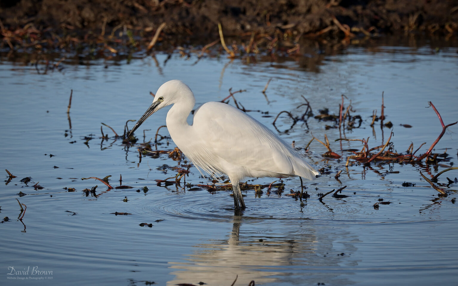 Little Egret at RSPB Saltholme, 1st November 2025.