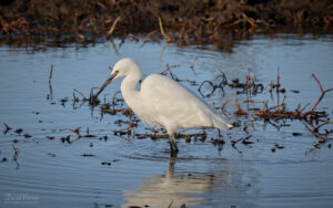 Little Egret at RSPB Saltholme, 1st November 2025.