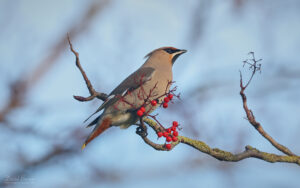 Waxwing at Port Clarence, 13th December 2025