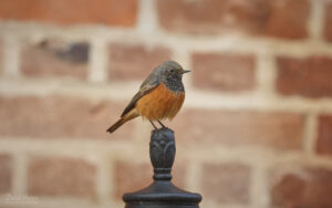 Eastern Black Redstart at Sheringham, 29th December 2025