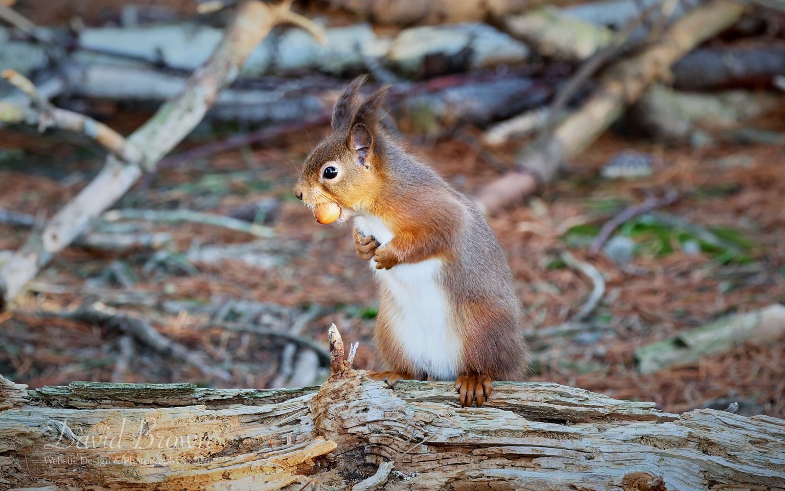 Red Squirrel at Derwent Reservoir, 2nd January 2026.