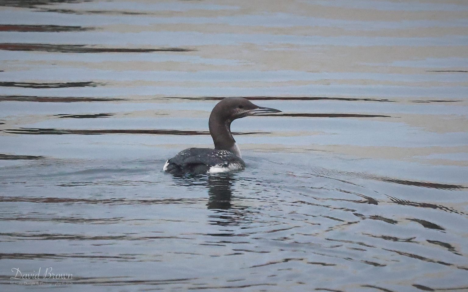 Black-throated Diver at Jacksons Landing, 16th January 2026