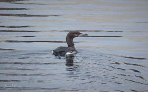 Black-throated Diver at Jacksons Landing, 16th January 2026