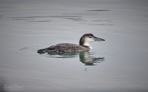 Great Northern Diver at Hartlepool Headland, 16th January 2026