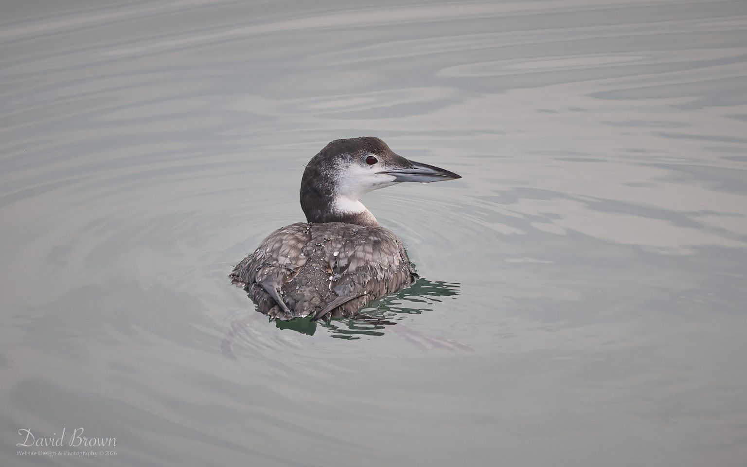 Great Northern Diver at Hartlepool Headland, 16th January 2026