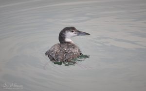 Great Northern Diver at Hartlepool Headland, 16th January 2026