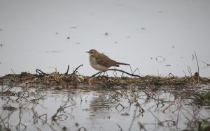 Water Pipit at Saltholme, 18th January 2026