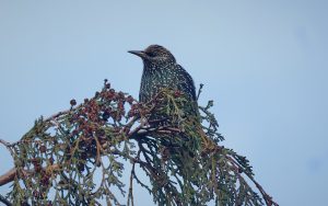 Starling at Etherley Moor, 1st February 2026.