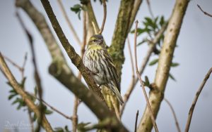 Siskin at Etherley Moor, 27th March 2026