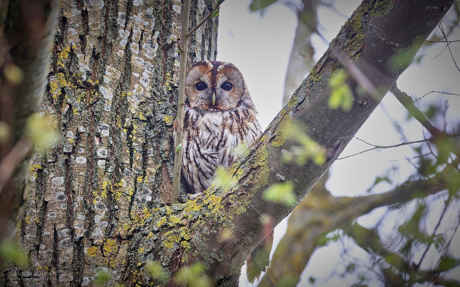 Tawny Owl at Escomb, 9th April 2026