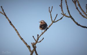 Northern Wheatear at Etherley Moor, 10th April 2026